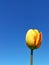 Single one tulip blue sky