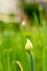 Single Onion Growing a Seed Head and Bolting