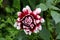 Single open blooming Dahlia bushy herbaceous perennial plant with large dark red and white flower surrounded with leaves and other