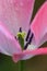 Single open fading pink tulip blossom with visible pistil; raindrops on petals on rainy cloudy morning in early spring