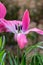 Single open fading pink tulip blossom with visible pistil; raindrops on petals on rainy cloudy morning in early spring