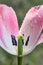 Single open fading pink tulip blossom with visible pistil; raindrops on petals on rainy cloudy morning in early spring