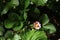 Single open flower on a strawberry plant