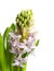 Single open pink hyacinth flower isolated on white background.