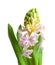 Single open pink hyacinth flower isolated on white background.