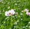 Single Opium poppy