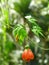 Single Orange Abutilon flower hanging from tree