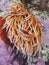 A single orange anemone underwater