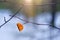 Single Orange Autumn Curved Leaf, Bare Branches, Winter Forest At Sunset. Backlit, Lens Flare. Loneliness, Last Of A Breed Conce