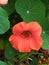 A single orange capusin flower freshly watered. Un detalle de una flor de capusin anaranjada reciÃ©n regada.