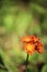 Single Orange Dandelion Growing on a Lawn