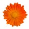 Single orange flower