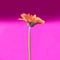 A single orange gerbera daisy on stunning magenta background. single orange gerbera daisy on stunning magenta background