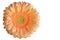 Single orange gerbera flower or Asteraceae familyr