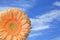 Single orange gerbera flower with blue sky