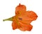 Single orange gladiolus flower on white
