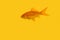 Single orange goldfish swimming on a yellow background