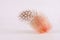 Single Orange Guinea Feather Isolated