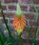 Single orange kniphofia in walled garden in autumn showing petal detail