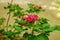 Single Orange Lacewing Butterfly sitting on a cluster of pink flowers