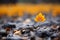 a single orange leaf sits on top of rocks in the middle of a field