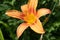 A single orange lily flower, close up. Macro brown-orange stamens and pistil. Blooming tiger lily growing for