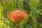 Single orange pincushion bloom or Leucospermum, highlighted
