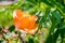 Single orange rose with blurred leaves