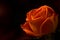Single Orange Spray Rose