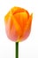 Single Orange Tulip