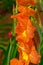 A single, orange vibrant gladiola, closeup in a field, like a garland at the side of the picture