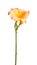 Single orange and yellow flower of a daylily isolated
