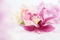 Single orchid flower on floral background