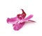 Single orchid flower isolated