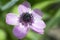 Single ornamental anemone coronaria de caen in bloom, pink purple flowering plant