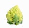 Single ornamental cauliflower on white background with clipping path