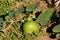 Single Ornamental gourd plant vine with large dark green leaves and flower buds surrounding light green gourd in home garden