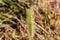 Single ornamental grass `brush` on a blurred background