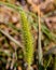 Single ornamental grass `brush` on a blurred background