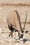 Single Oryx Gazella (Gemsbok) at articicial waterhole