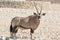 Single Oryx Gazella (Gemsbok) at articicial waterhole