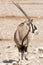 Single Oryx Gazella (Gemsbok) at articicial waterhole