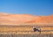 Single oryx gazelle gemsbok in Namibia, Africa