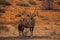 Single Oryx in Kgalagadi Trans Frontier Park 4521