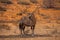 Single Oryx in Kgalagadi Trans Frontier Park 4523