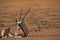 Single Oryx in Kgalagadi Trans Frontier Park 4615