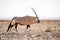 Single Oryx in Namib Desert.