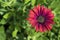 Single Osteospermum `Elite Ruby` Flowerhead