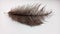 Single ostrich feather on white background. Soft bird feather texture