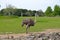 Single ostrich in fota wildlife park